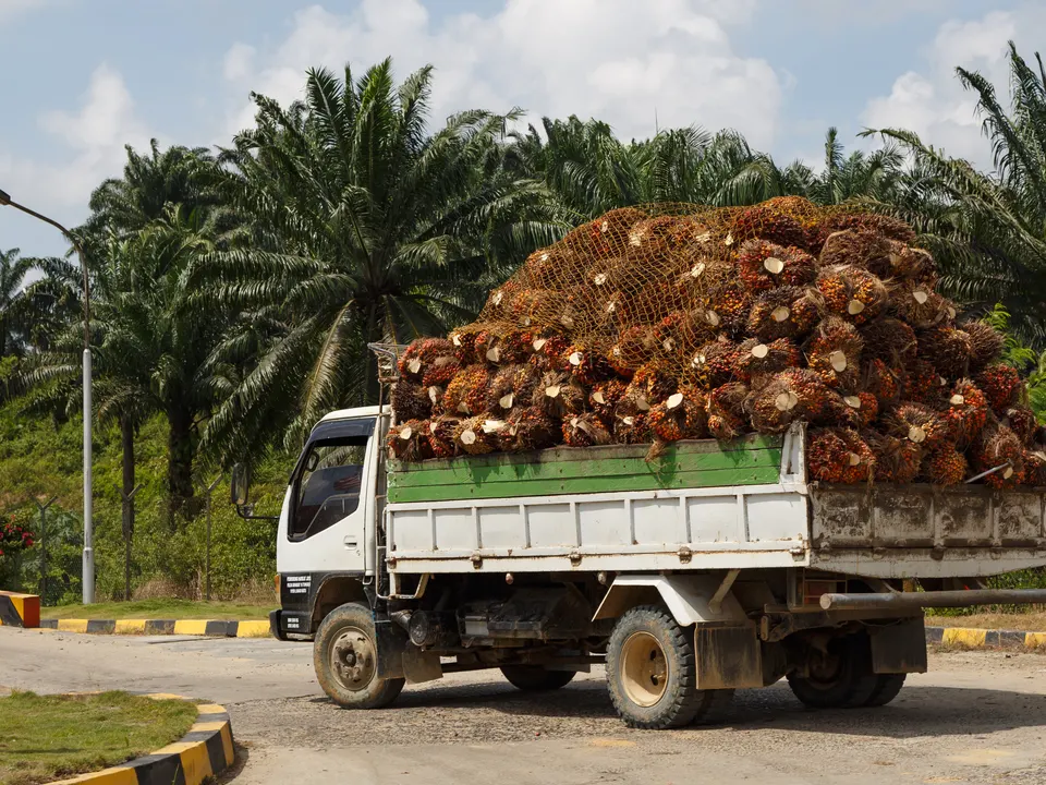 Truck carrying oil palm bunches to the mill