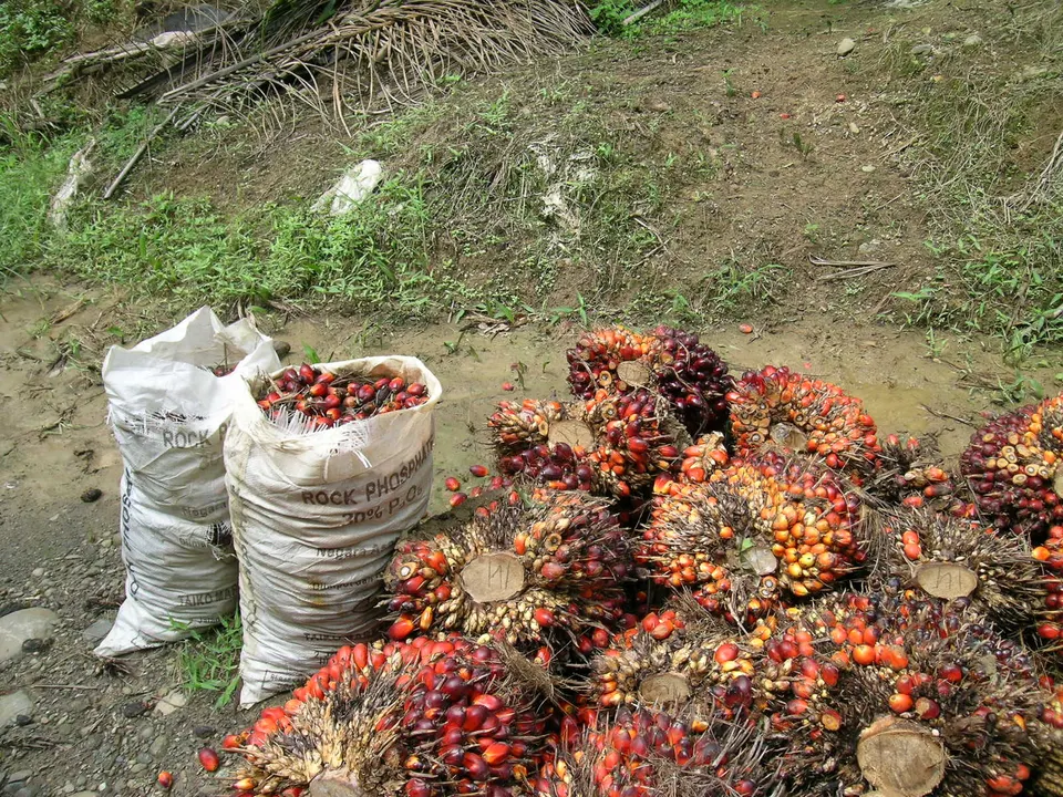 Sacks of collected loose fruits next to harvested bunches