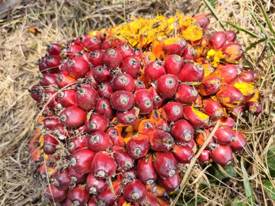 Ripe oil palm bunch with red and orange fruits