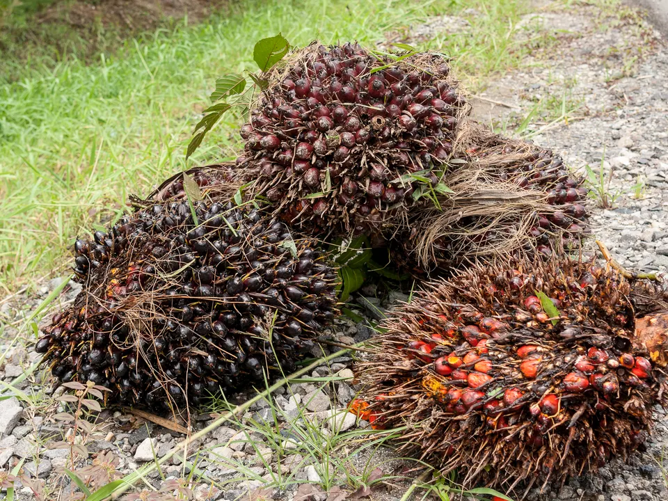 Ripe oil palm fruit bunches after harvest