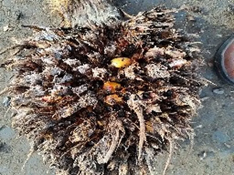 Decayed, empty oil palm bunch left too long