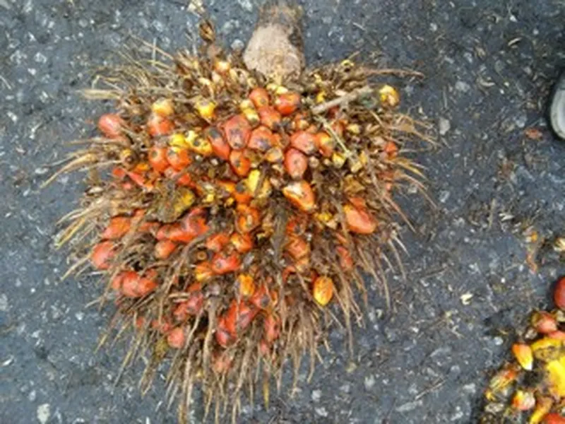 Overripe oil palm bunch: orange with many fruits fallen