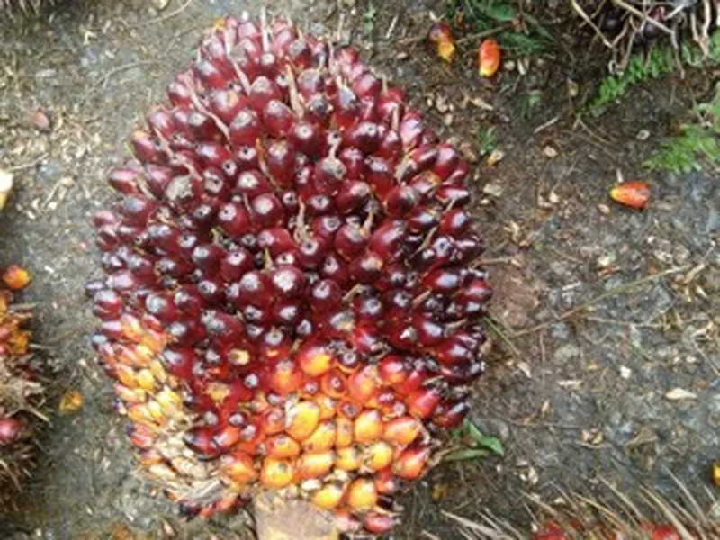 Ripe oil palm bunch: red and orange fruits