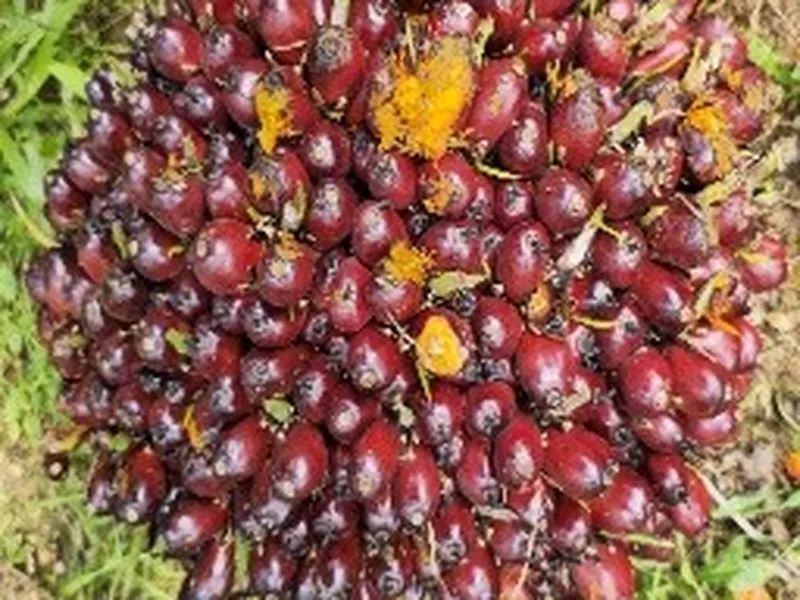 Almost ripe oil palm bunch: dark red with a few orange fruits