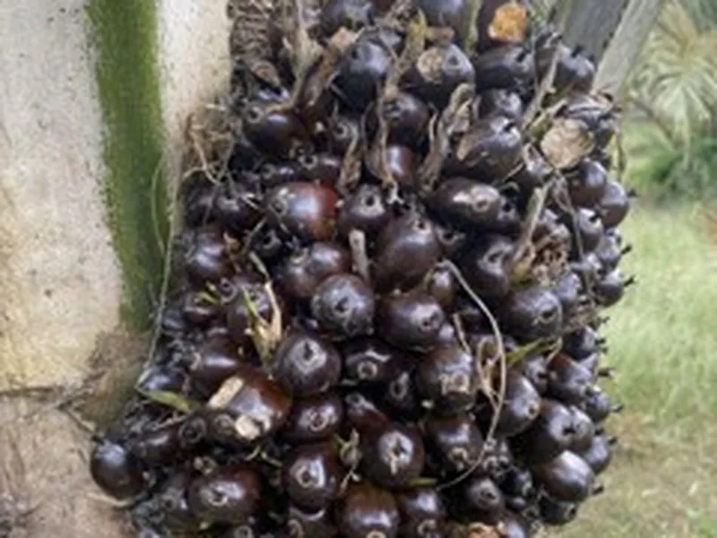 Unripe oil palm bunch: black and dark purple fruits